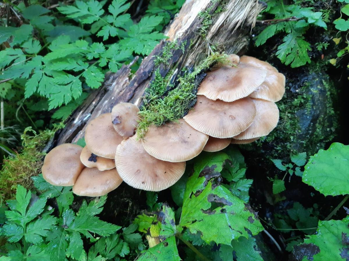 Pension Zu Hause Uttendorf Buitenkant foto